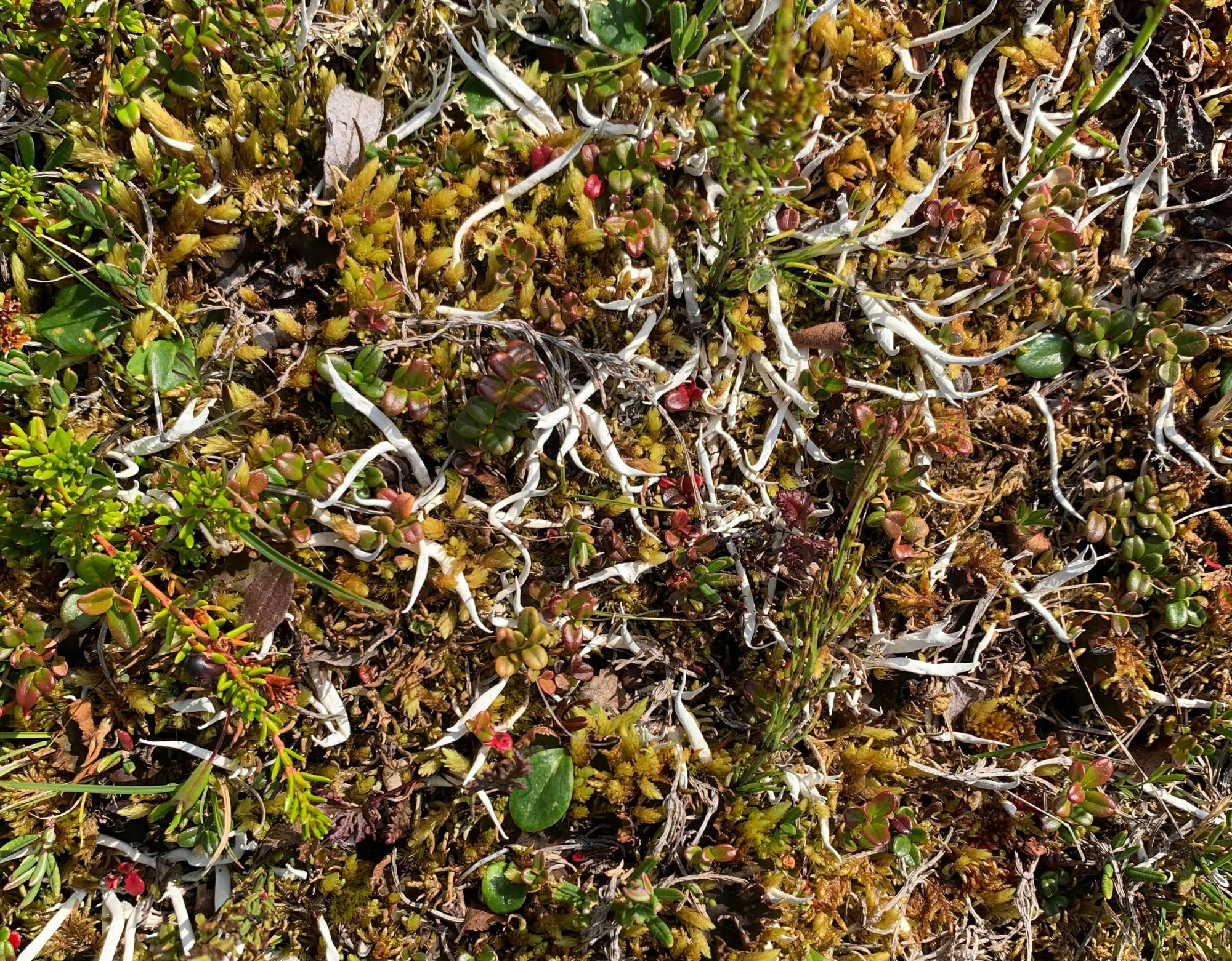 White Thamnolia subuliformis in a sea of peak-green vegetation